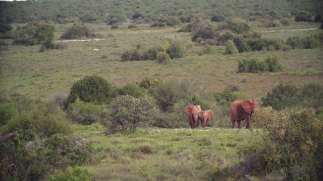 在南非东开普省的大草原/阿多大象国家公园的大象(Loxodonta africana)视频素材