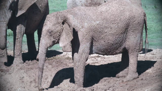 小象(Loxodonta africana)的泥浴/阿多大象国家公园，东开普省，南非视频素材