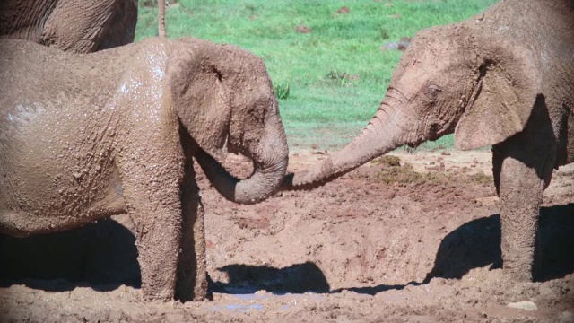 小象(Loxodonta africana)泥浴/阿多大象国家公园，东开普省，南非视频素材