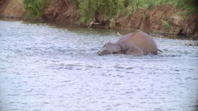 小象(Loxodonta africana)在河里游泳/阿多大象国家公园，东开普省，南非视频素材