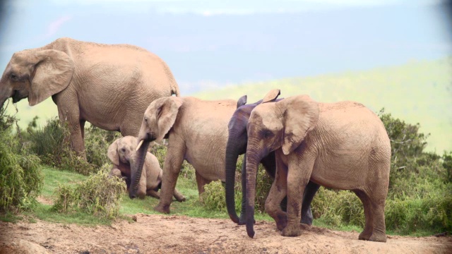 在南非东开普省的热带草原/阿多大象国家公园拍摄的大象(Loxodonta Africana视频素材