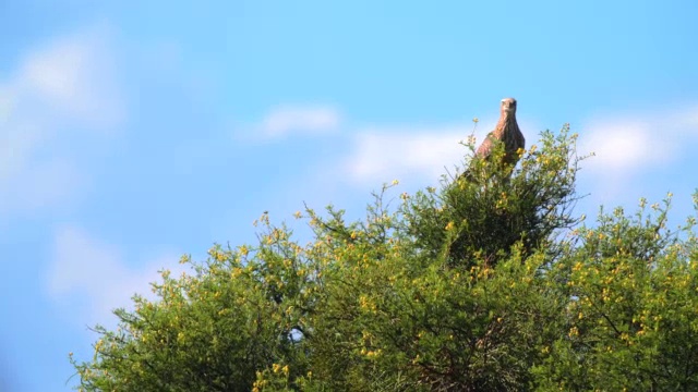 大红隼(Falco rupicoloides)栖息在树上/阿多大象国家公园，东开普，南非视频素材