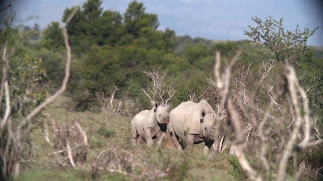 图为南非东开普省大草原/阿多大象国家公园的白犀牛(Ceratotherium simum)视频素材