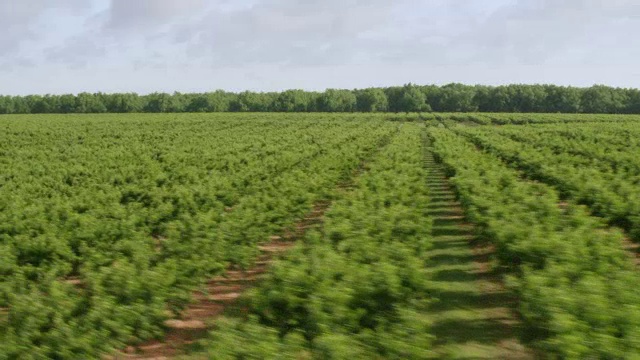 美国乔治亚州培生桃农场/ Fort Valley的全景鸟瞰图视频素材