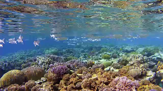 鲻鱼学院/珊瑚礁上的唇鲷/红海-埃及视频素材