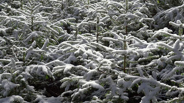 雪花落在小冷杉树上。视频素材