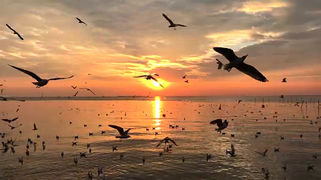 日落与鸟在自然，海鸥飞行视频素材