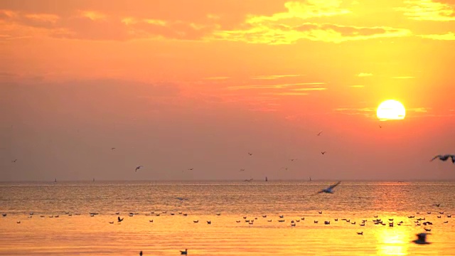 日落时海鸥在海边飞翔视频素材