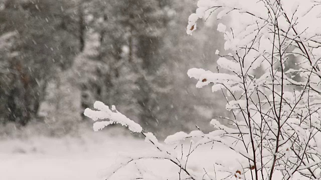 雪中的树枝视频素材