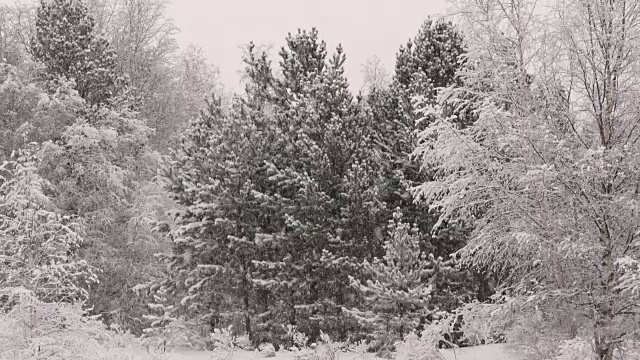 森林里的雪视频素材