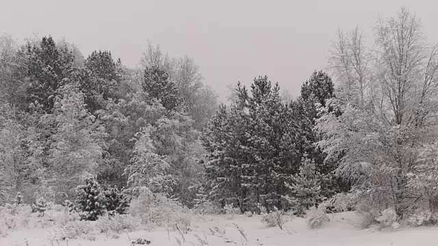 冬天的森林里下雪了视频下载