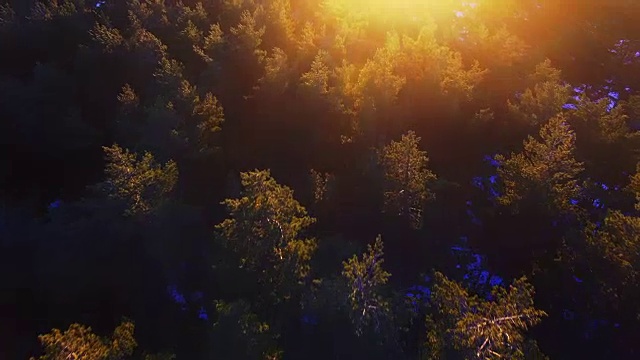 航拍镜头与无人机飞过美丽的比利牛斯山在冬季与雪和美丽的松树森林在日落的光。4 k UHD。视频素材