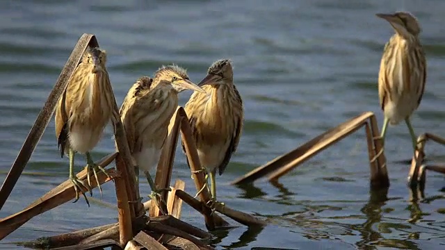 小麻鳽(Ixobrychus minutus视频素材