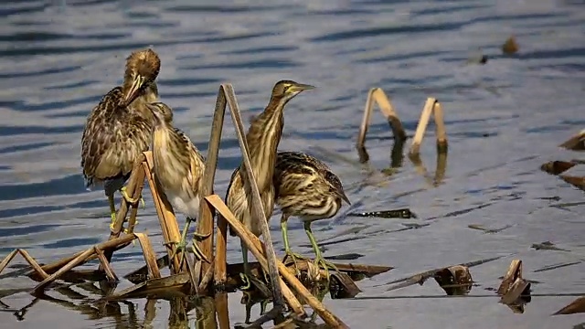 小麻鳽(Ixobrychus minutus视频素材