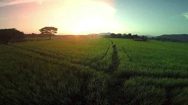 清晨航拍稻田图视频素材