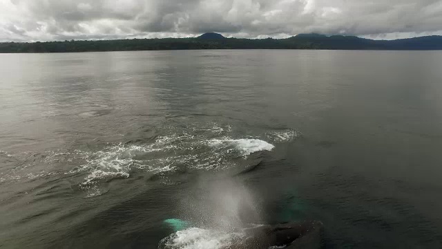 空中座头鲸浮出水面视频素材