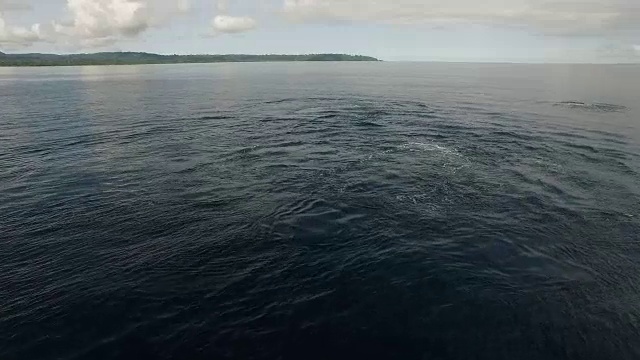 空中座头鲸在交配追逐视频素材