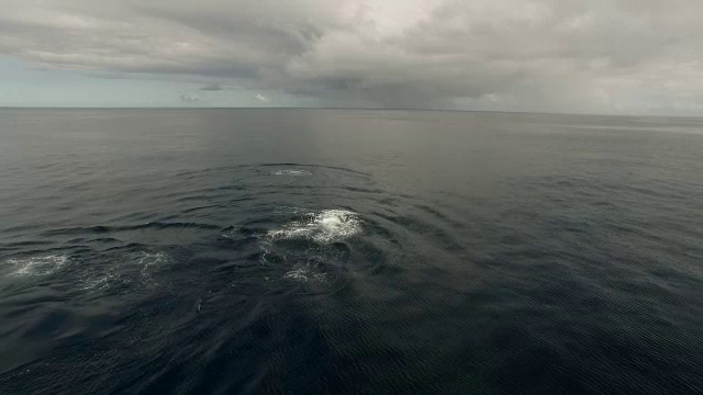 座头鲸浮上水面的天线视频素材