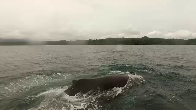 座头鲸浮上水面的天线视频素材