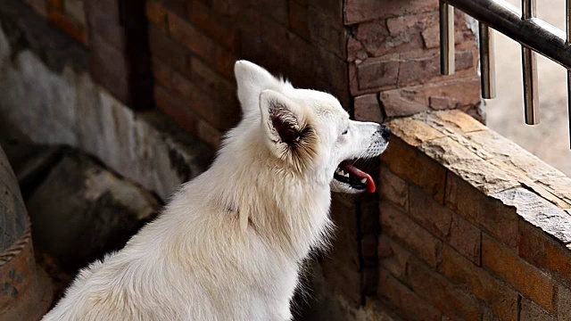 狗在地板上等待视频下载