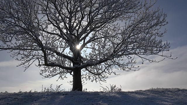 太阳移到有白霜和雪的树后。视频素材