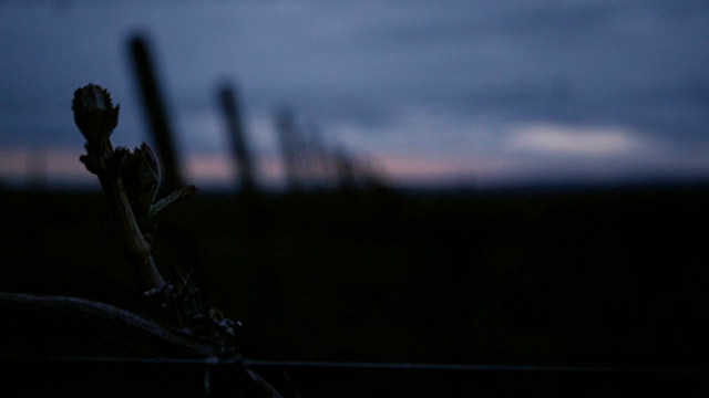 酒只在黑暗中萌芽。视频下载