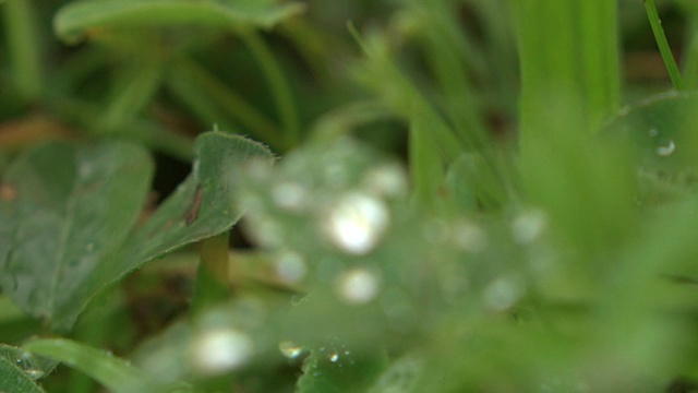 叶子上的水滴(特写)视频素材