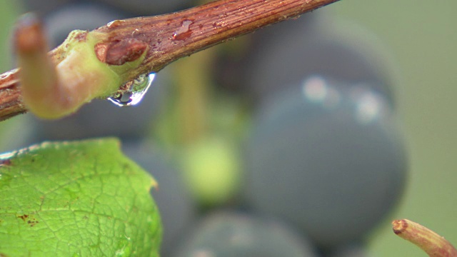 葡萄和葡萄上的水滴(特写)视频素材