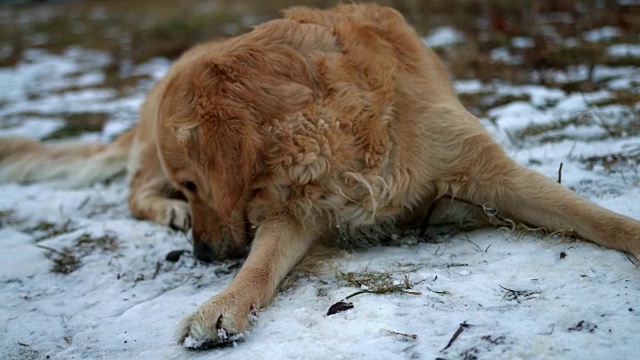 美丽的金毛猎犬躺在雪地里四处嗅着视频素材