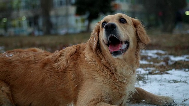 美丽的金毛猎犬躺在雪地里，四处张望视频素材