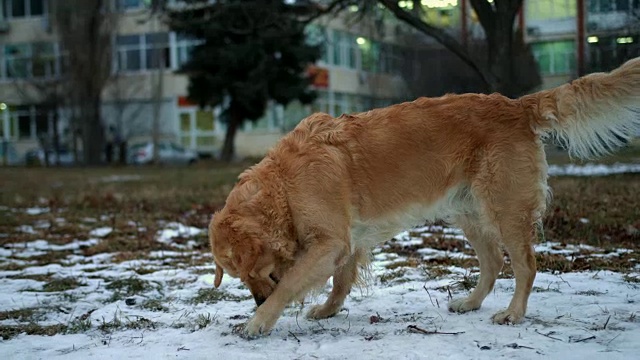 美丽而有趣的金毛猎犬在户外的雪地上打滚视频素材