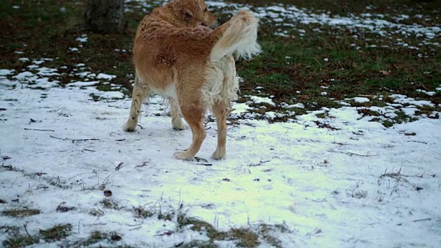 顽皮的金毛猎犬在公园的雪地上打滚视频素材