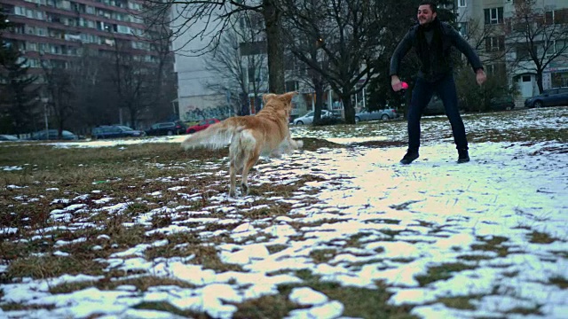 美丽的金毛猎犬在户外和一个男孩玩耍视频素材