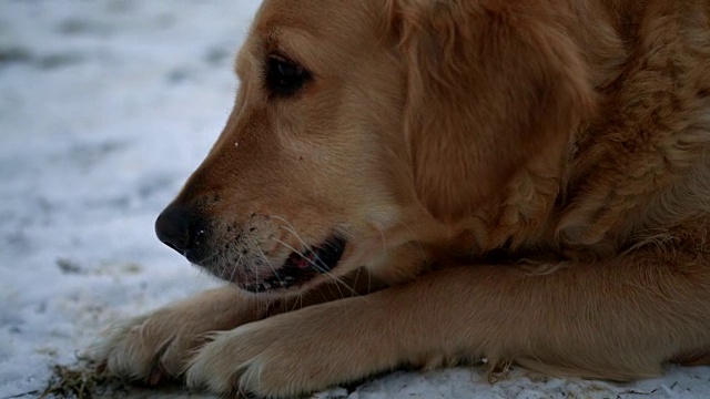 真可爱的金毛猎犬躺在雪地里，嘴里嚼着一根棍子视频素材