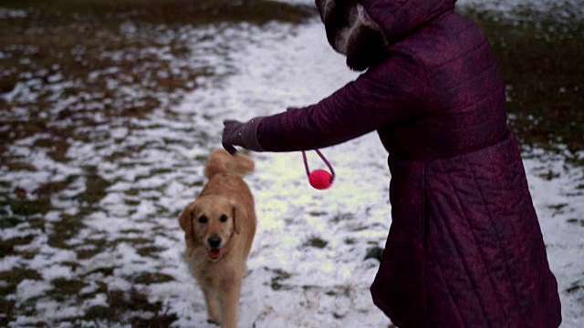 有趣的金毛猎犬不听主人的话视频素材