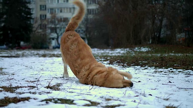 滑稽可爱的金毛猎犬在户外的雪地上打滚视频素材