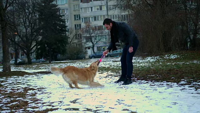 可爱的金毛猎犬和它的主人在户外玩球视频素材