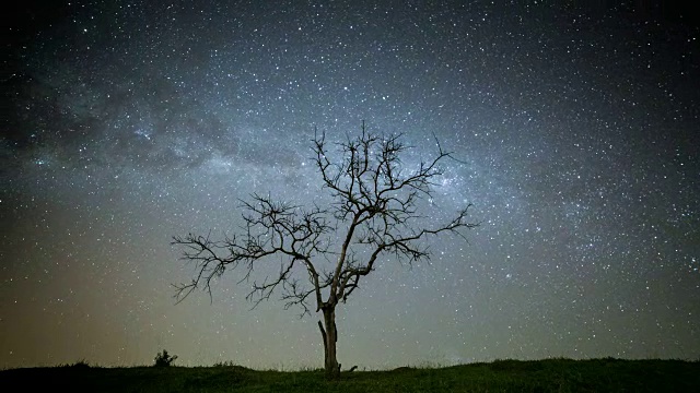 树在夜晚的时间间隔视频素材