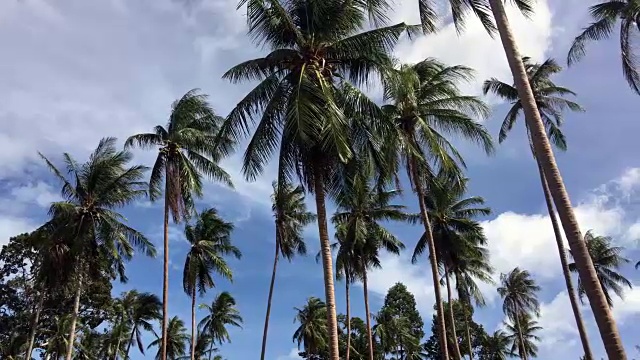 苏梅岛热带海的椰子树视频素材