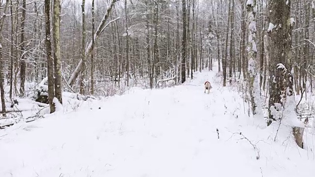 狗在雪中奔跑视频素材