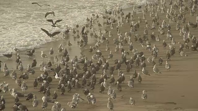 海鸥在海滩视频素材