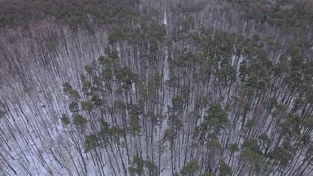 树木在一个冬季公园-鸟瞰图视频素材