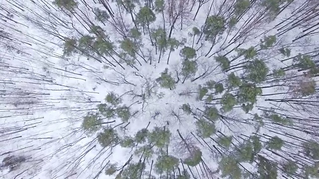 冬季森林鸟瞰图视频素材