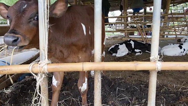 泰国农村当地农场的牛在吃稻草视频素材