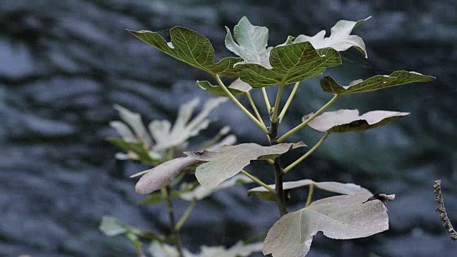 无花果树与河视频素材