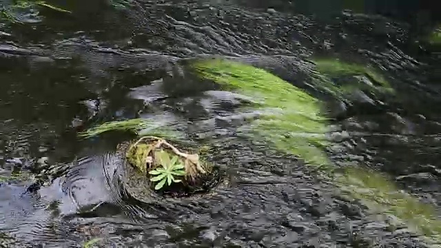 河和苔藓视频下载