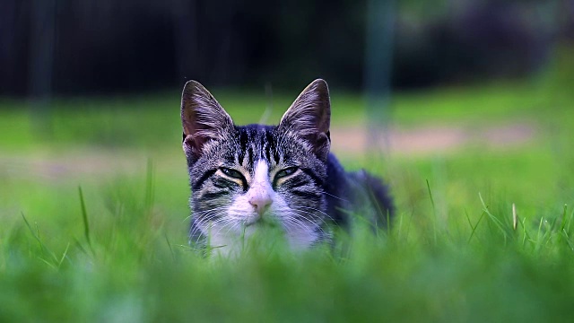 草和猫视频素材