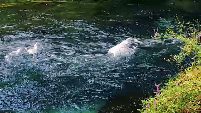 河水流视频下载