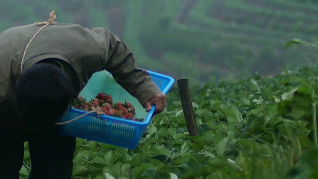 泰国清迈的Doi Angkhang山草莓田里的清晨日出。视频素材