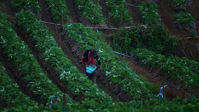 泰国清迈的Doi Angkhang山草莓田里的清晨日出。视频素材